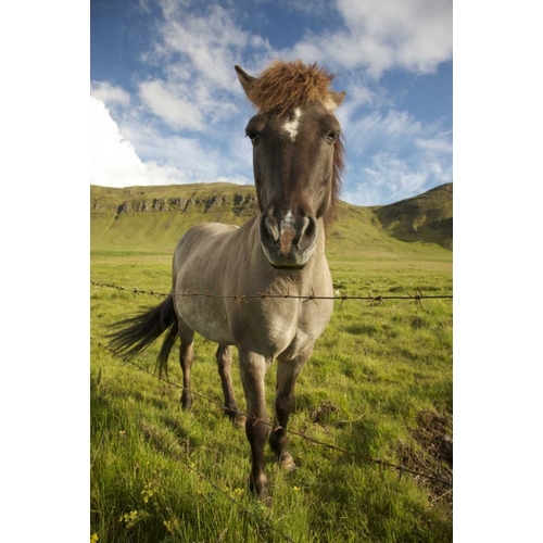 Iceland, Reykjavik Icelandic horse next to fence